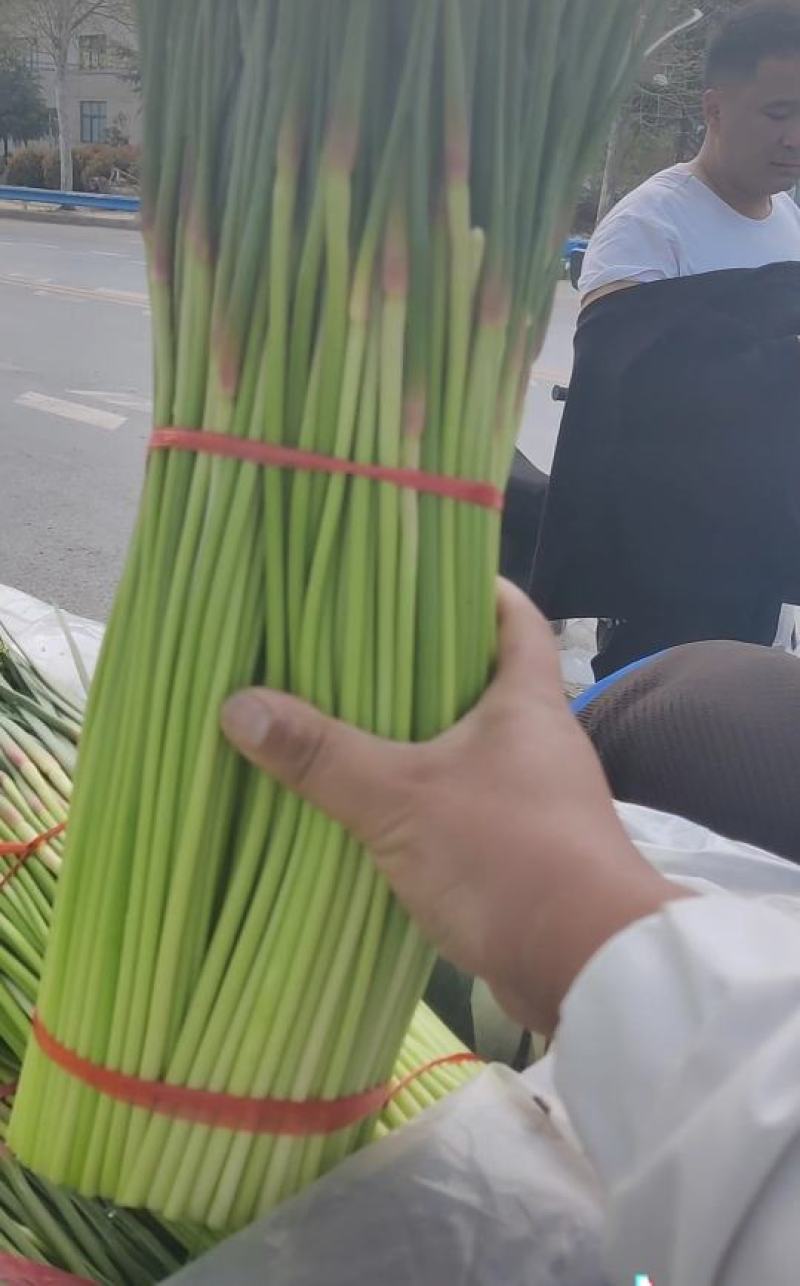 河南中牟产地26年新鲜红帽蒜苔大量上市代发全国