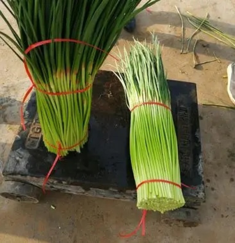 河南中牟产地26年新鲜红帽蒜苔大量上市代发全国