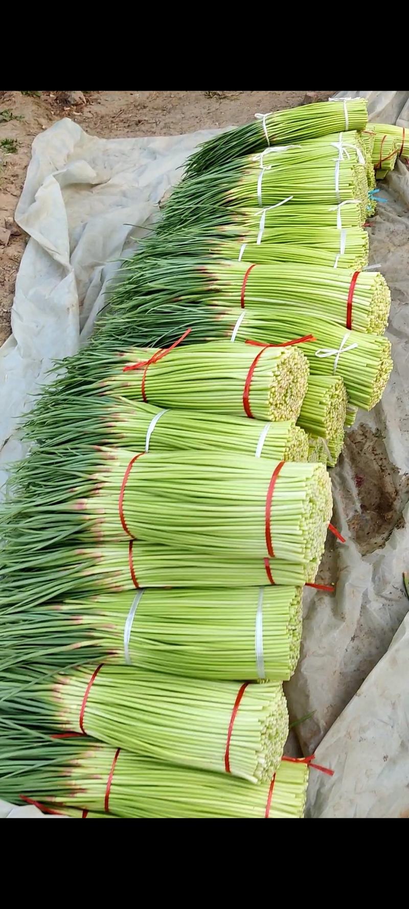 河南中牟产地26年新鲜红帽蒜苔大量上市代发全国