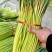 河南中牟产地26年新鲜红帽蒜苔大量上市代发全国