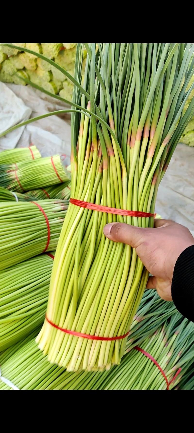 河南中牟产地26年新鲜红帽蒜苔大量上市代发全国