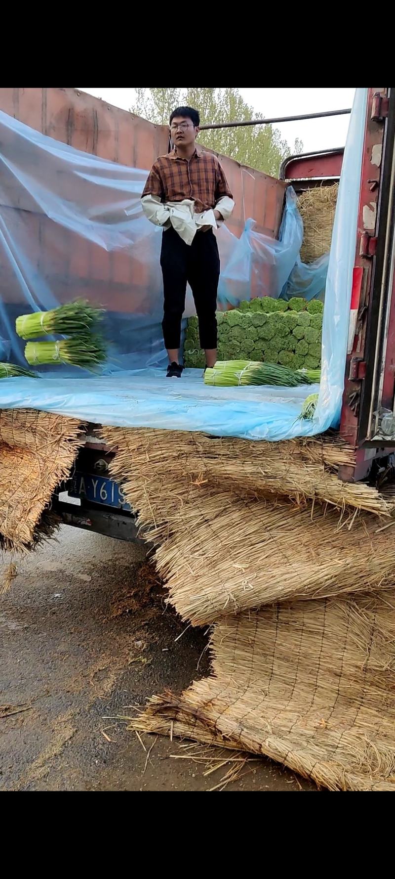 河南中牟产地26年新鲜红帽蒜苔大量上市代发全国
