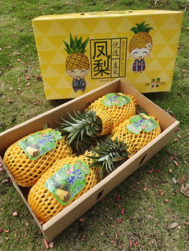 金钻凤梨海南17号代办发市场水果店团购一件代发等