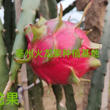 20公分以下试种装