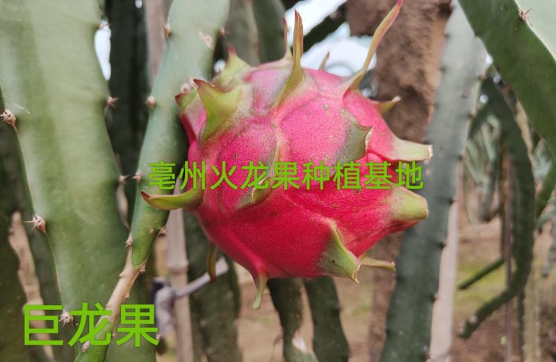 20公分以下试种装