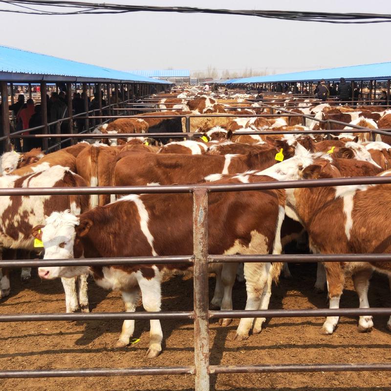 活牛，西门塔尔牛小牛犊，肉牛草原牛，包成活，全国发货