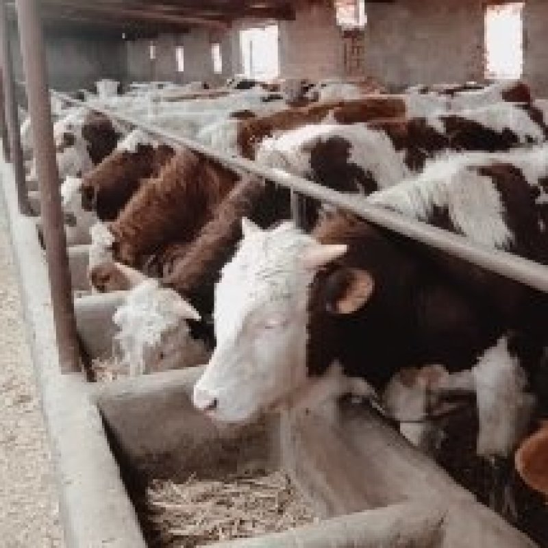 西门塔尔牛活牛，小牛犊肉牛犊带土球，广西牛苗，全国发货