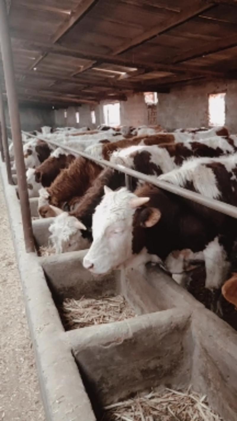 西门塔尔牛活牛，小牛犊肉牛犊带土球，广西牛苗，全国发货