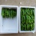 【精品】湖北薄皮椒大量有货，实力代收，品质保证，欢迎选购