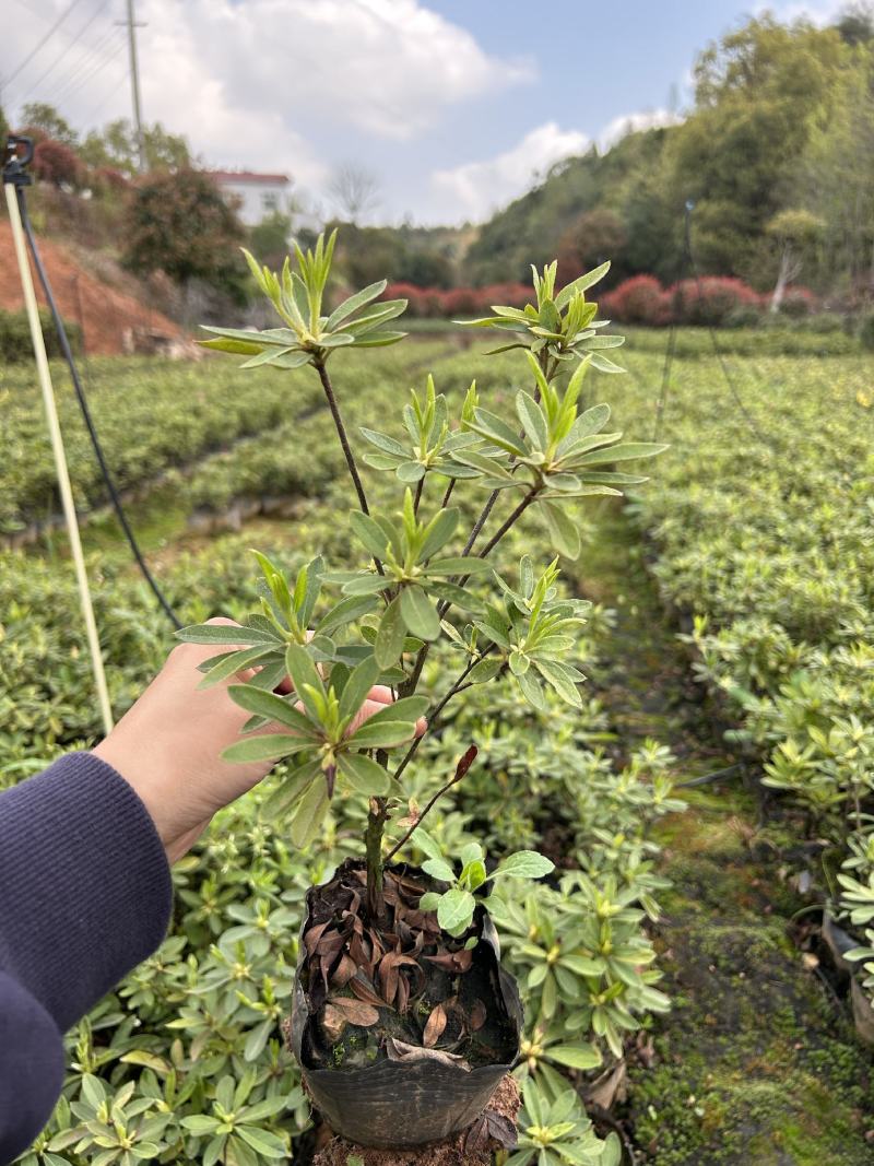 毛杜鹃大量供应规格：粉色，紫色，白色。都有大量现货