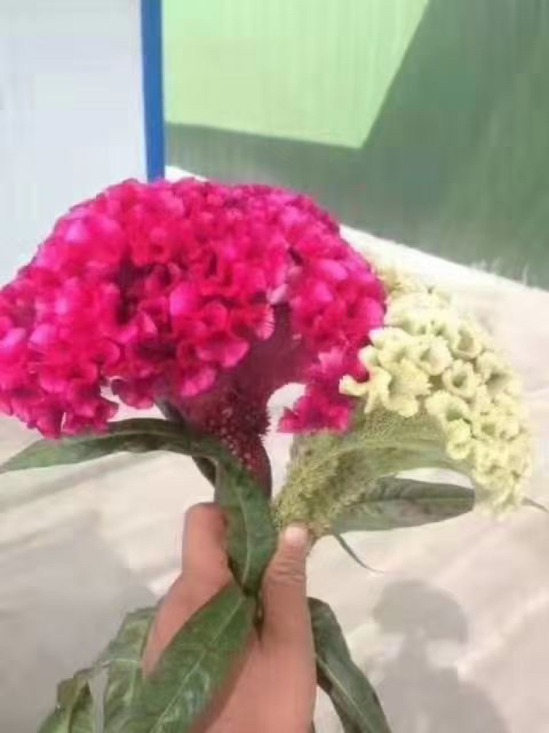鸡冠花种子🌹、发芽🌱率高、放心种植、免费提供技术指导