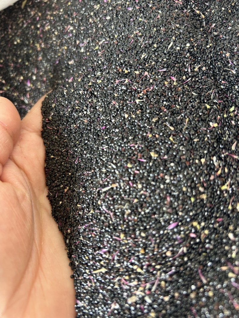 鸡冠花种子🌹、发芽🌱率高、放心种植、免费提供技术指导