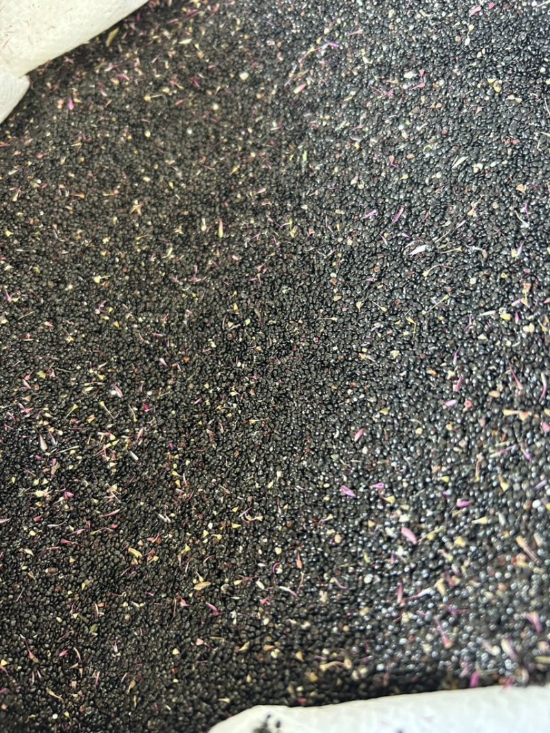 鸡冠花种子🌹、发芽🌱率高、放心种植、免费提供技术指导
