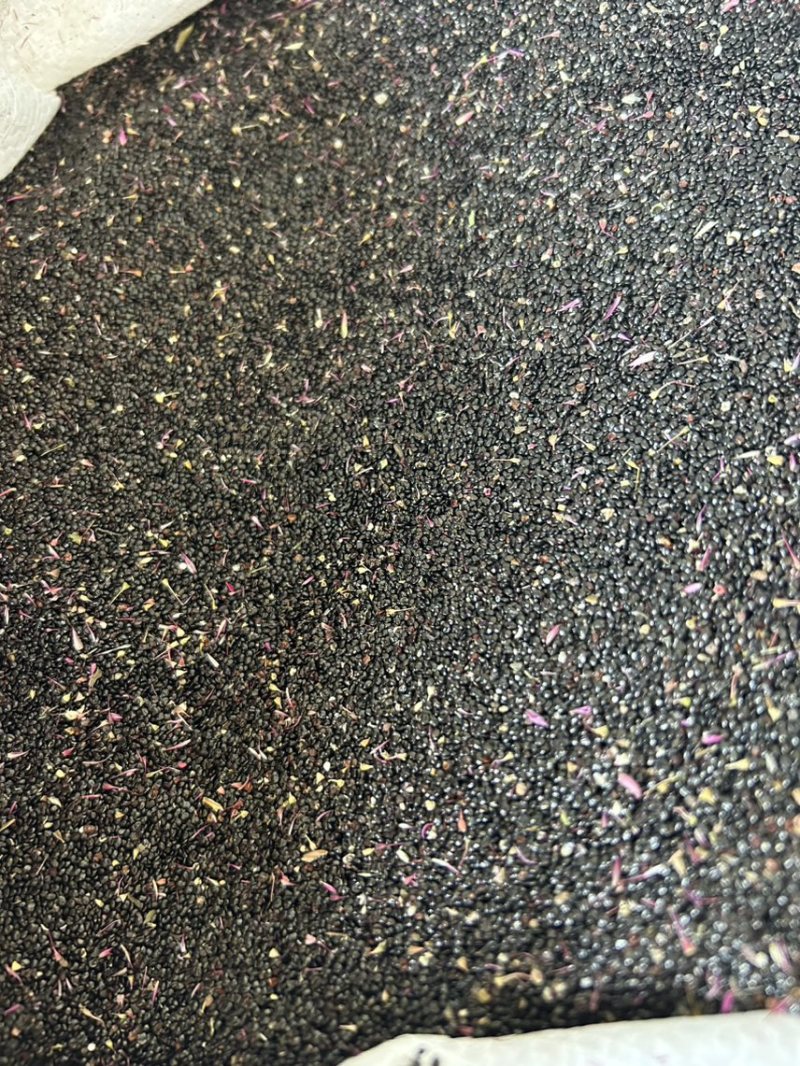 鸡冠花种子🌹、发芽🌱率高、放心种植、免费提供技术指导