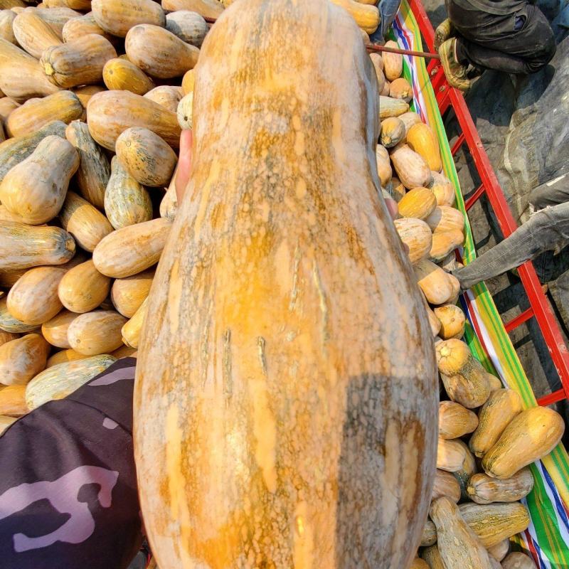 云南西双版纳密本南瓜，大量上市，需要的老板联系我