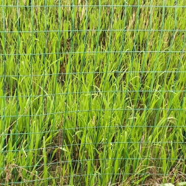 双季水果茭白苗