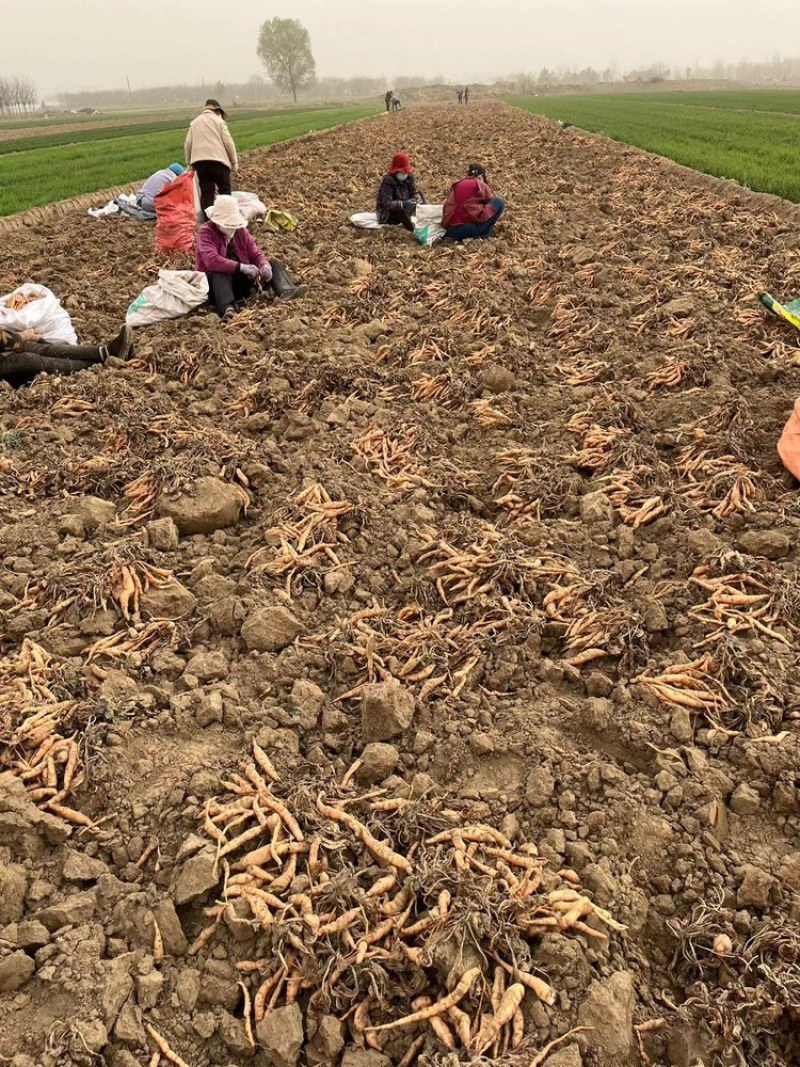 生地地参秧苗吨王批发零售，欢迎咨询，量大优惠