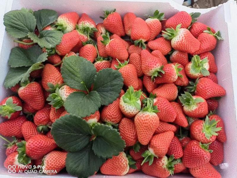 中牟辉煌草莓生态园，一手货源。欢迎全国各地客户前来订购