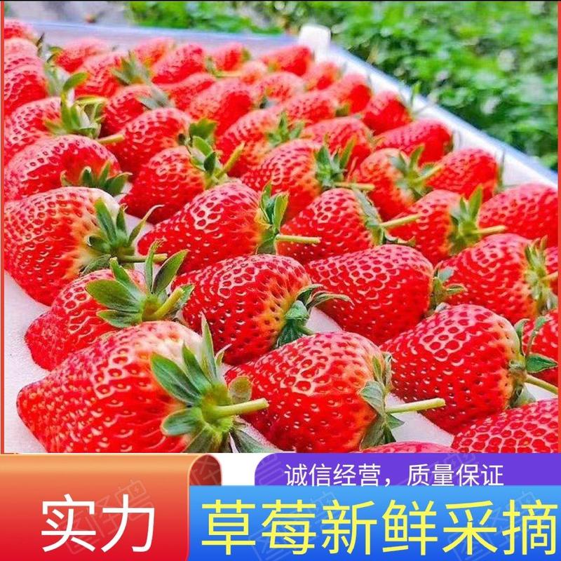 中牟辉煌草莓生态园，一手货源。欢迎全国各地客户前来订购