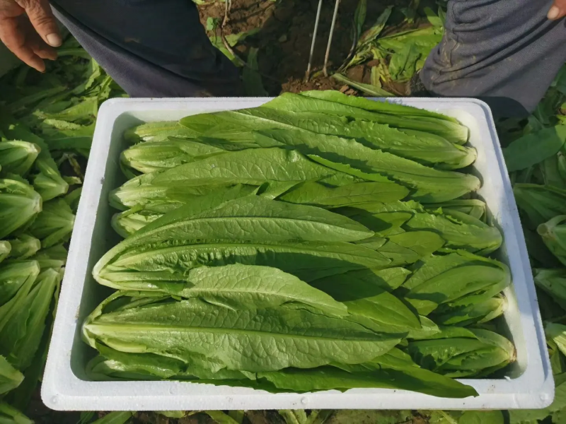 河北邯郸精品油麦菜，常年供货，保质保量，代发全国市场