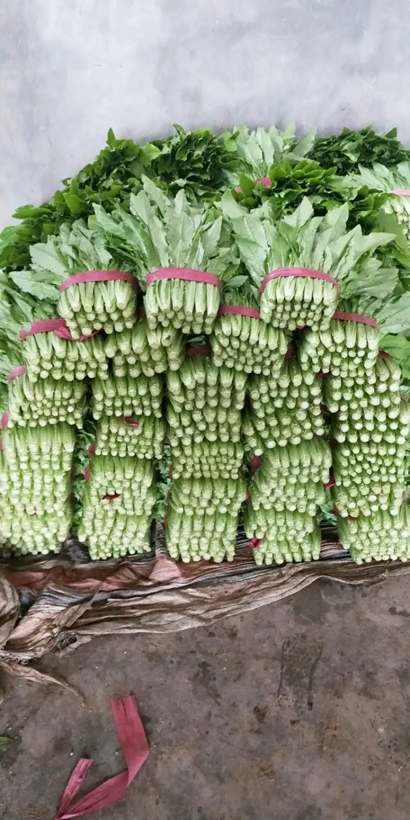 河北邯郸精品油麦菜，常年供货，保质保量，代发全国市场