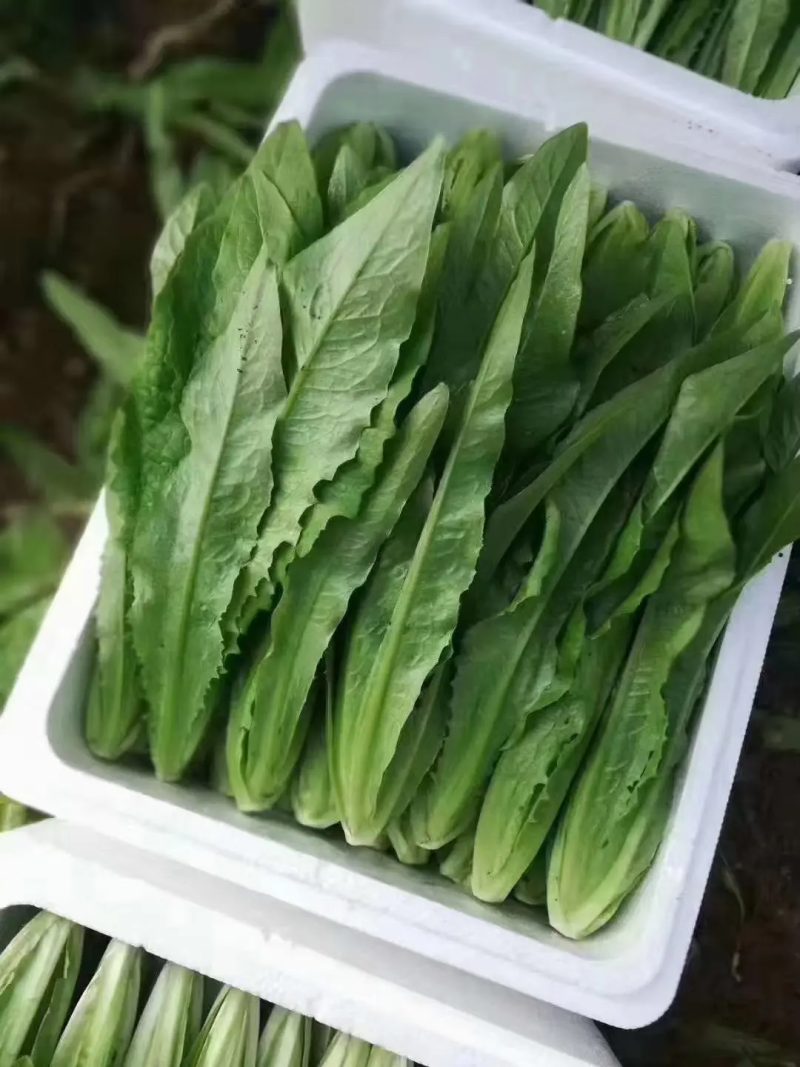 河北邯郸精品油麦菜，常年供货，保质保量，代发全国市场