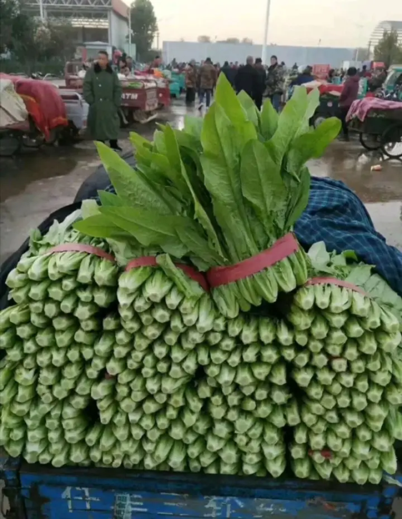 河北邯郸精品油麦菜，常年供货，保质保量，代发全国市场