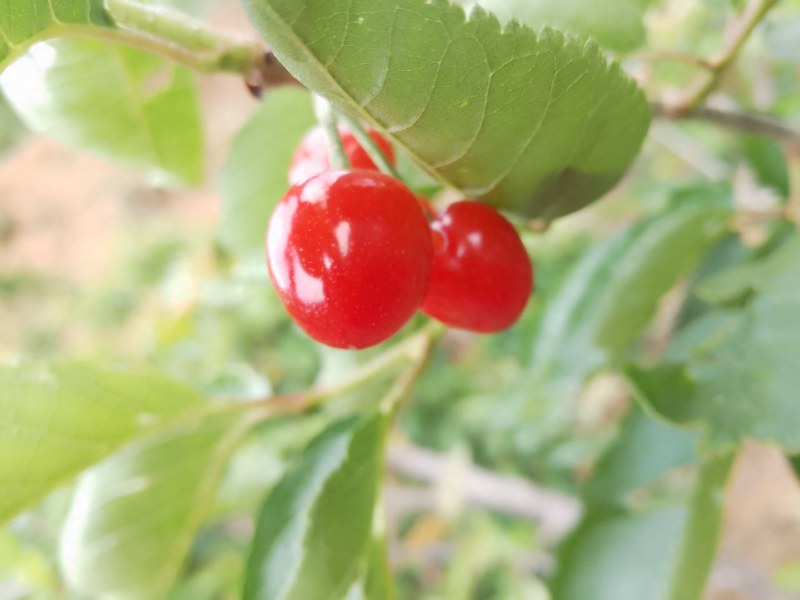 黄草樱桃
