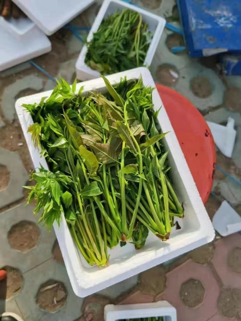 露地香椿芽价格，红油香椿芽大棚红油香椿芽及树苗