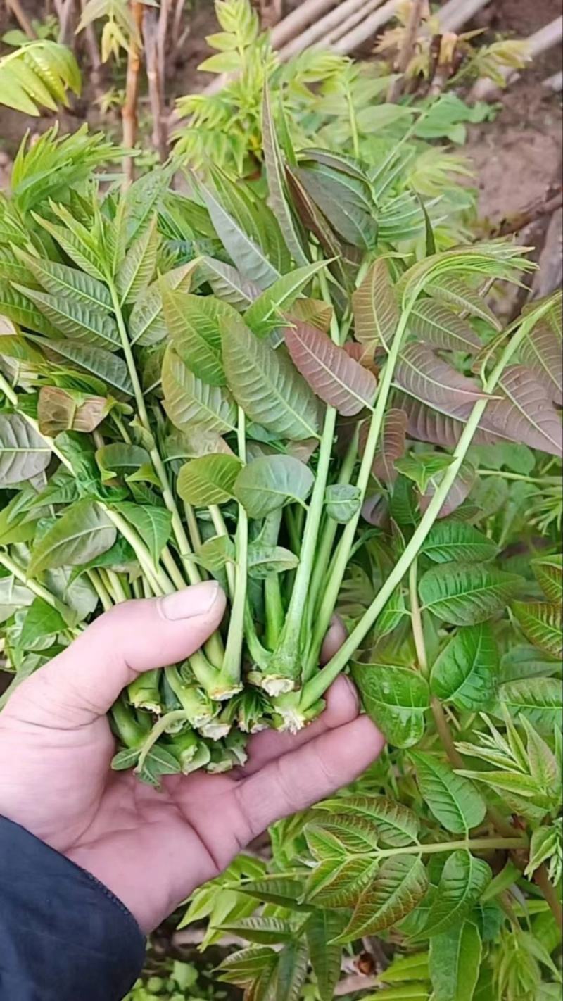 露地香椿芽价格，红油香椿芽大棚红油香椿芽及树苗