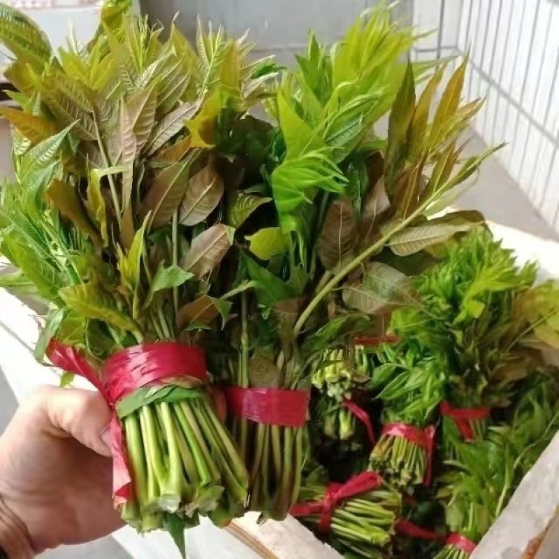 露地香椿芽价格，红油香椿芽大棚红油香椿芽及树苗