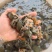 长期出售外塘，中华鳖苗，全国供货。