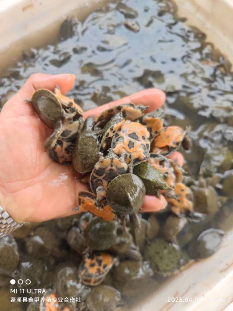 长期出售外塘，中华鳖苗，全国供货。
