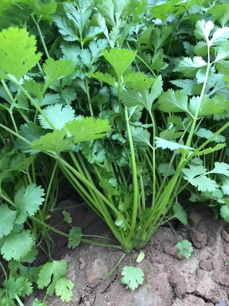 云南昆明香菜种子大叶香菜香菜出芽率高产地直发