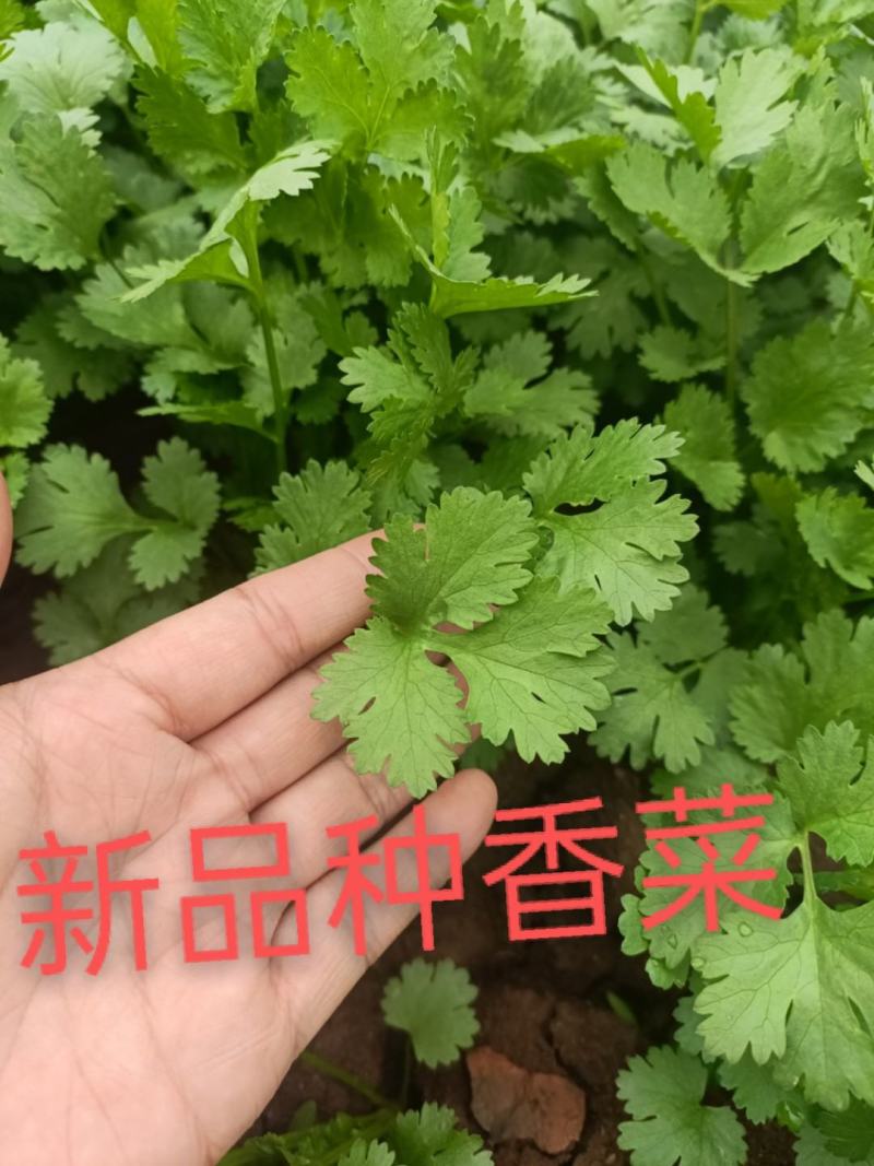 云南昆明香菜种子大叶香菜香菜出芽率高产地直发