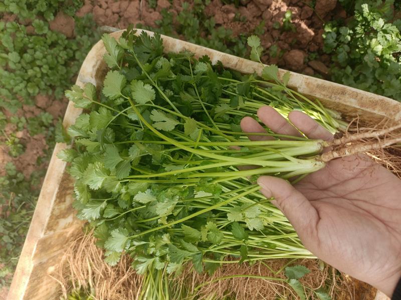 云南昆明香菜种子大叶香菜香菜出芽率高产地直发