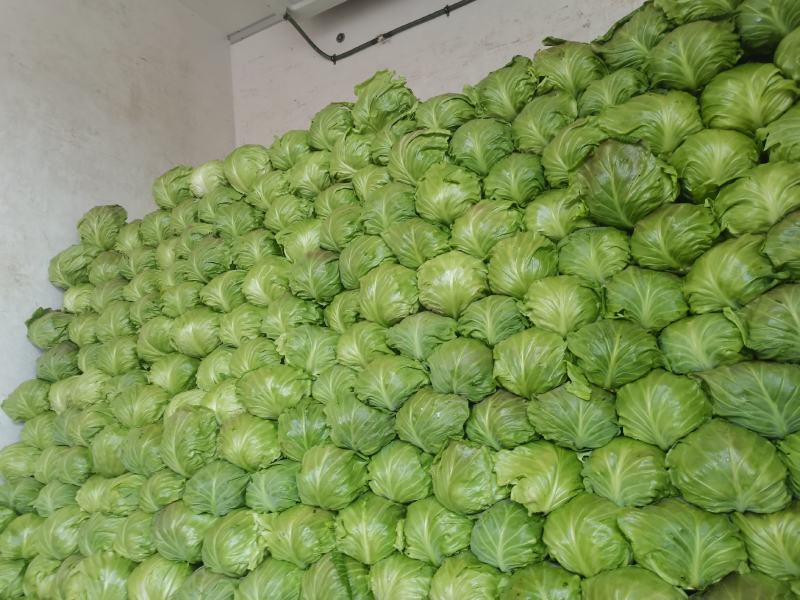 包菜甘蓝市场货电商货包菜圆包菜多多买菜美团