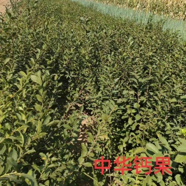 中华钙果苗:产量高，见效快，营养价值高，2年苗，3年苗，