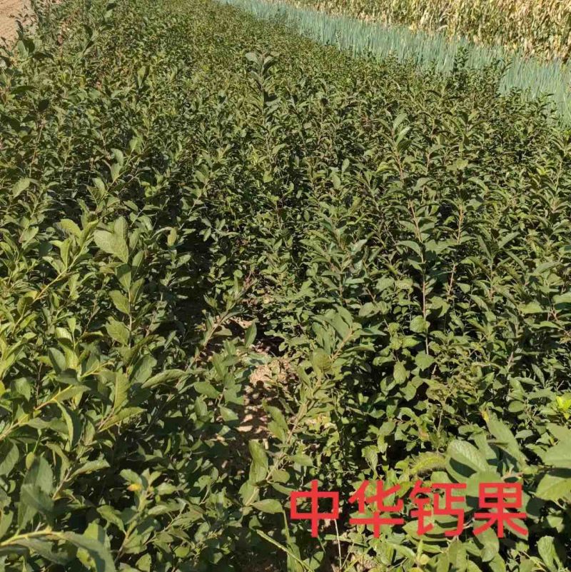 中华钙果苗:产量高，见效快，营养价值高，2年苗，3年苗，