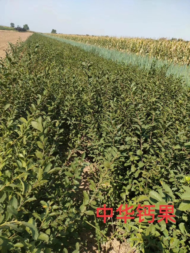中华钙果苗:产量高，见效快，营养价值高，2年苗，3年苗，