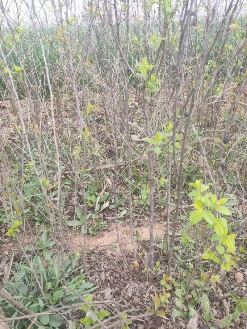 中华钙果苗:产量高，见效快，营养价值高，2年苗，3年苗，