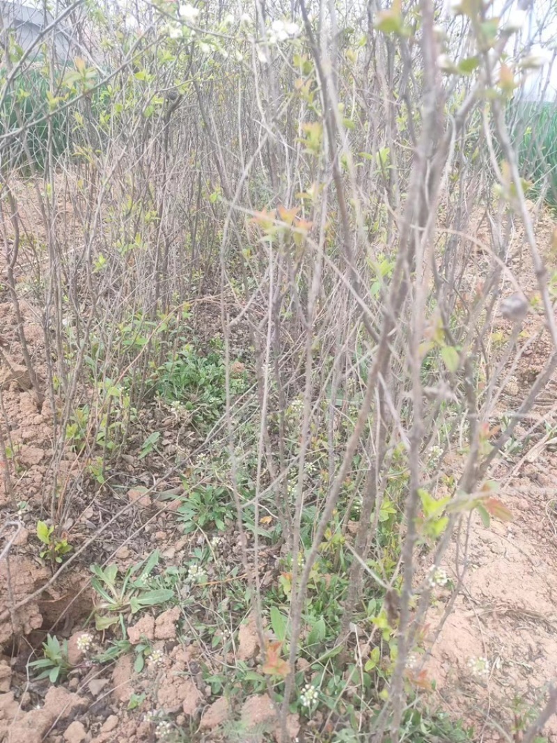 中华钙果苗:产量高，见效快，营养价值高，2年苗，3年苗，
