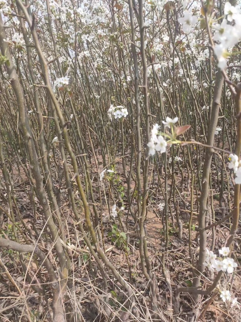 【实力商家】梨树苗:红香酥梨，一年苗，两年苗，三年苗～