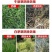 环嗪酮除草剂颗粒剂森林防火道除杂草烂根型非耕地荒地批发