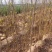 【实力商家】花椒苗：大红袍，狮子头-1年～8年苗，量大～
