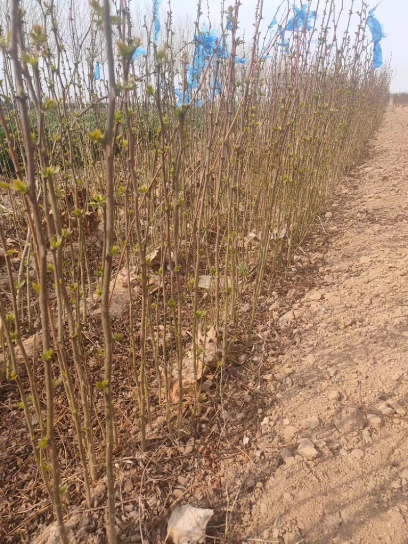 【实力商家】花椒苗：大红袍，狮子头-1年～8年苗，量大～