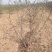 【实力商家】花椒苗：大红袍，狮子头-1年～8年苗，量大～