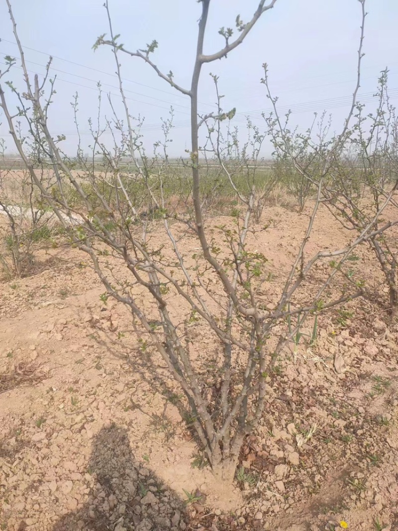 【实力商家】花椒苗：大红袍，狮子头-1年～8年苗，量大～