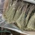青绿独脚金