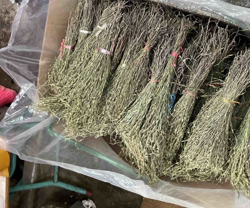 青绿独脚金